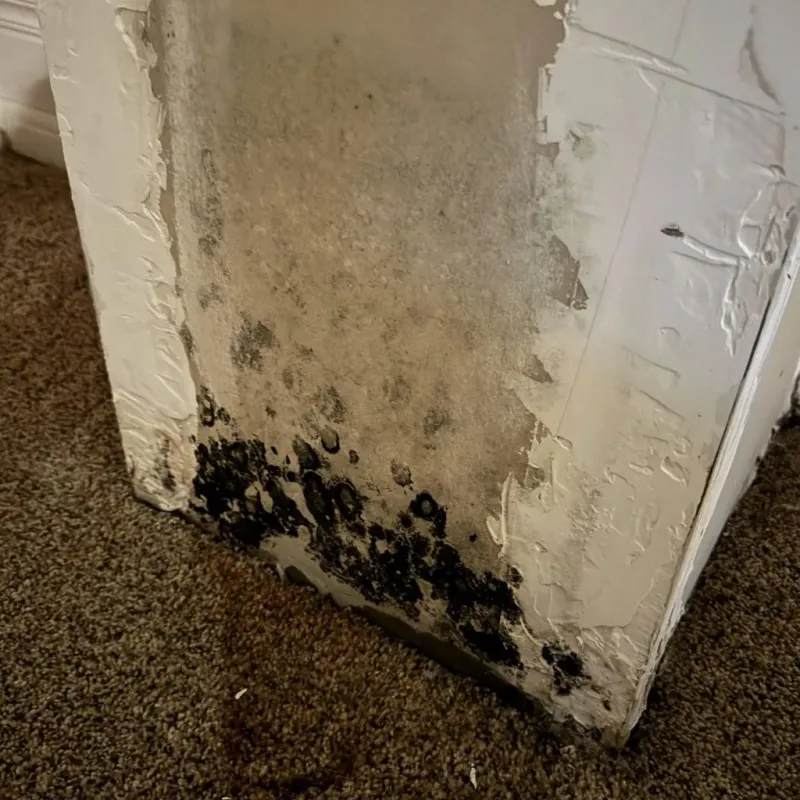 Professional Mold Removal in Cortland, OH